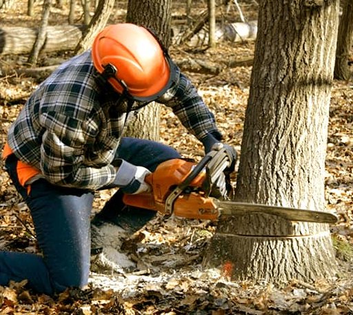 Tree Removal in Rockfall, CT